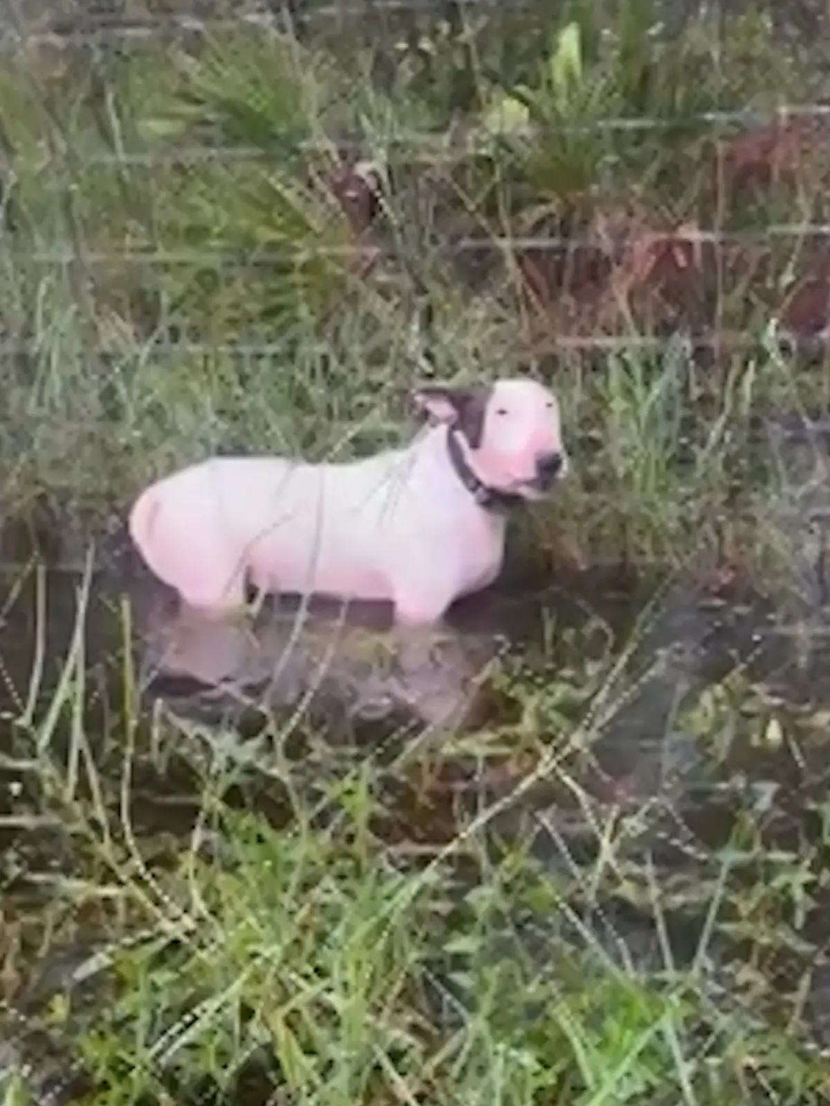 Ausgesetzt und angekettet! Herzlos-Herrchen liefert Hund Hurrikan aus