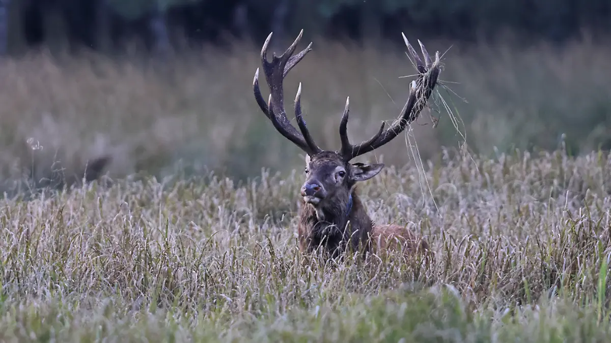 Der Rothirsch verbringt insgesamt viereinhalb Wochen in der Segeberger Heide und kehrt am 27. September innerhalb von nur 12 Stunden zurück.