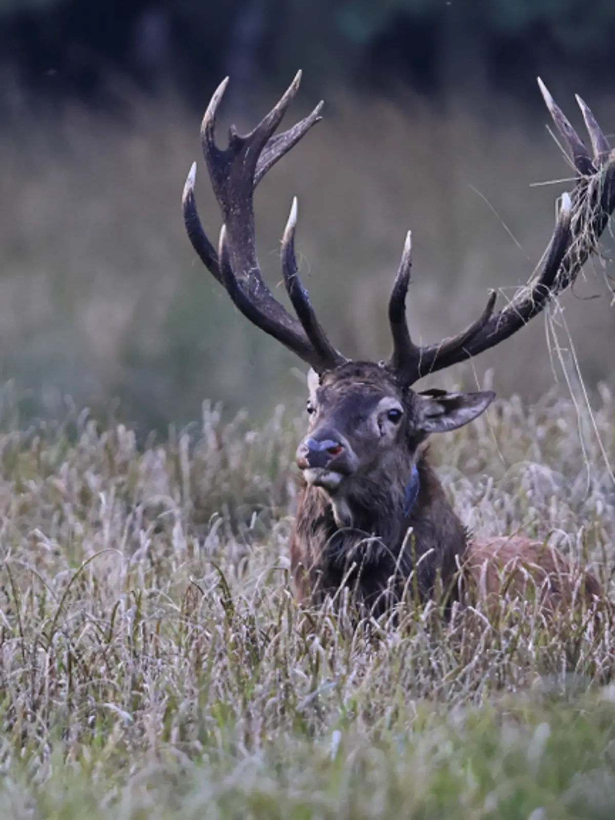 Der Rothirsch verbringt insgesamt viereinhalb Wochen in der Segeberger Heide und kehrt am 27. September innerhalb von nur 12 Stunden zurück.