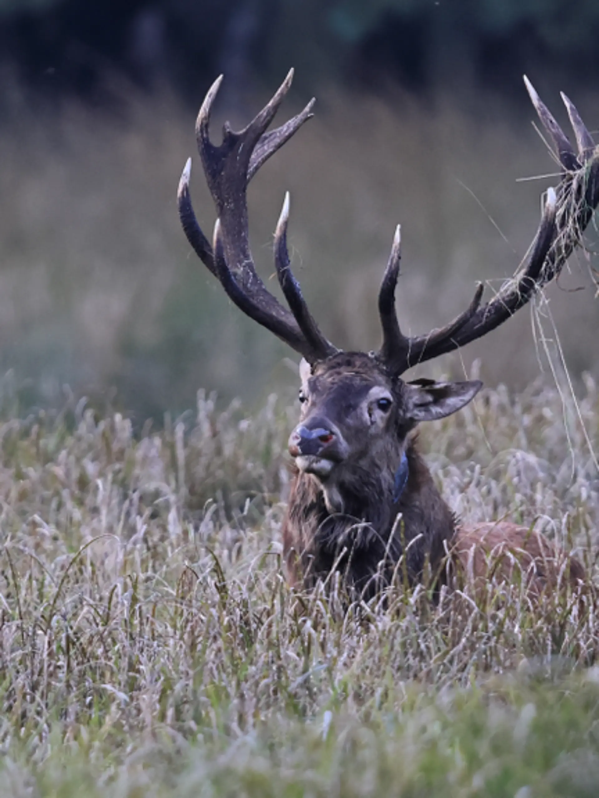 Der Rothirsch verbringt insgesamt viereinhalb Wochen in der Segeberger Heide und kehrt am 27. September innerhalb von nur 12 Stunden zurück.