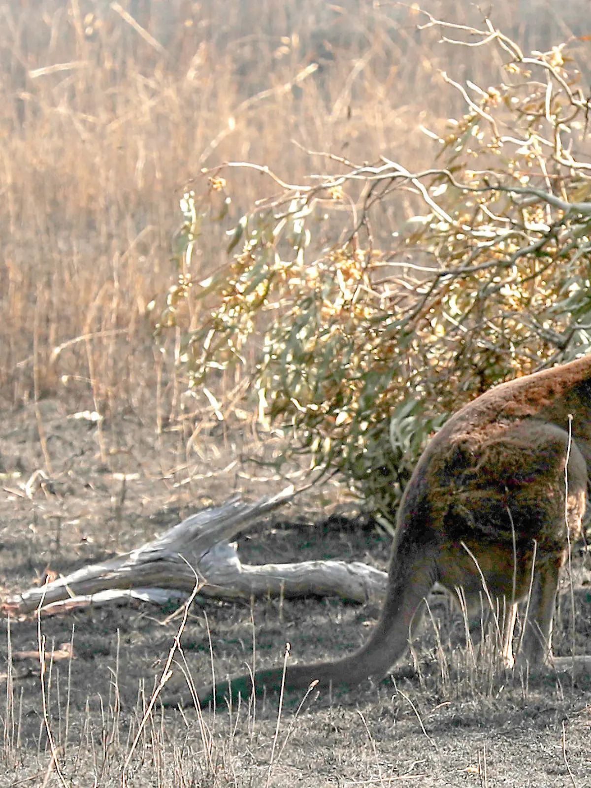 ARCHIV - 22.12.2019, Australien, Adelaide: SYMBOLBILD - Ein Känguru steht auf verbranntem Land an einem Busch. (zu dpa «Golferin in Australien von Känguru attackiert - «stabiler Zustand»») Foto: Kelly Barnes/AAP/dpa +++ dpa-Bildfunk +++