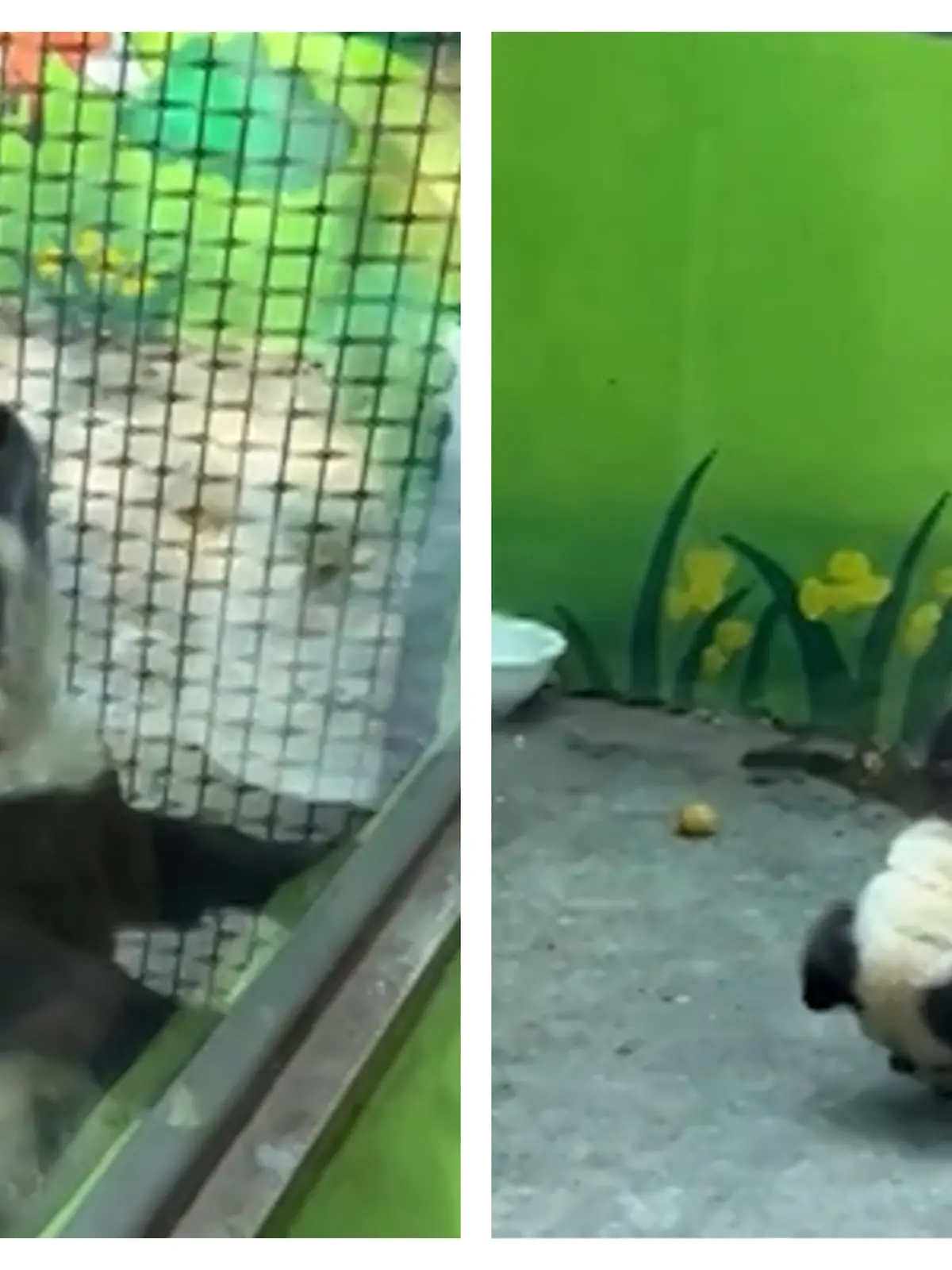 Zoo lockt Besucher mit Panda-Ausstellung - dabei ist alles FAKE