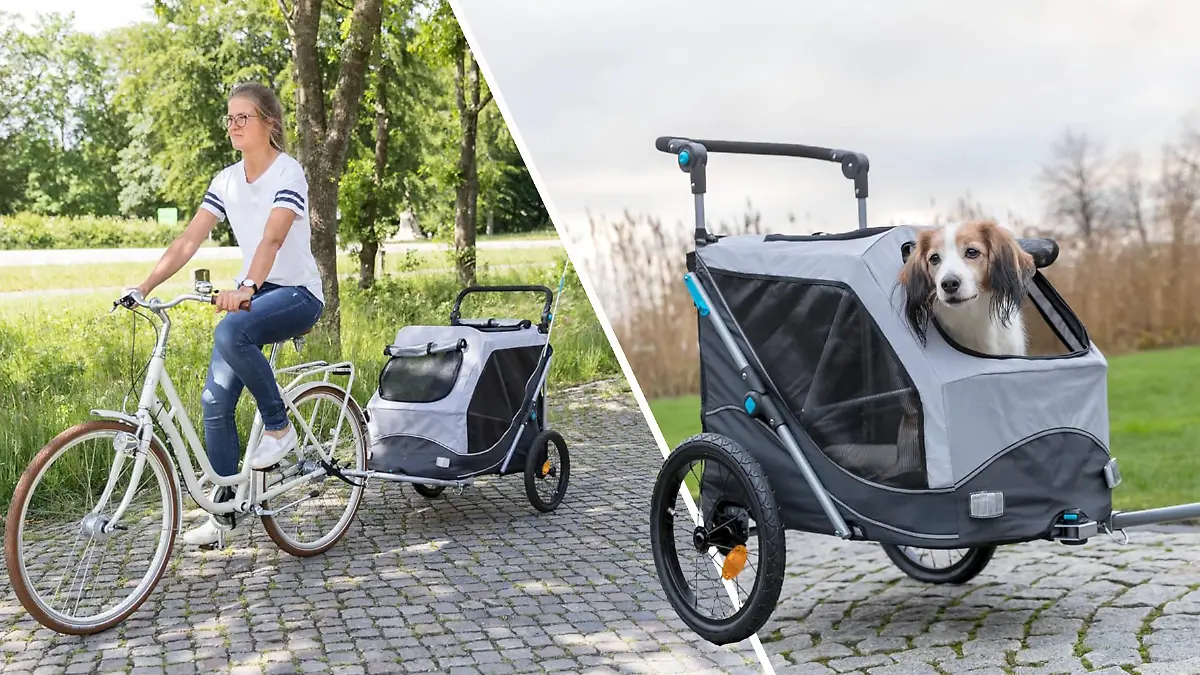 Eine Fahrradfahrerin zieht ihren Hund in einem Hundefahrradanhänger mit, welcher aus dem Anhänger schaut.