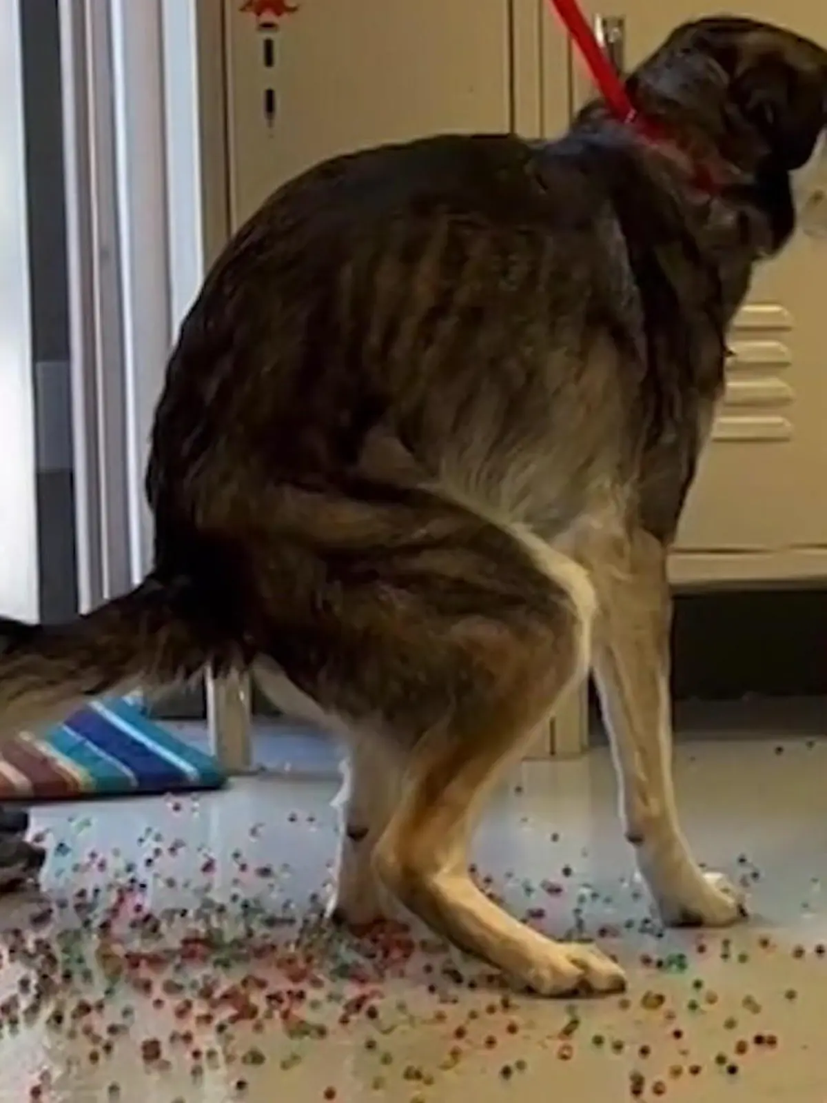 Bild zu: "Hund frisst Perlen - doch das geht nach HINTERN los"