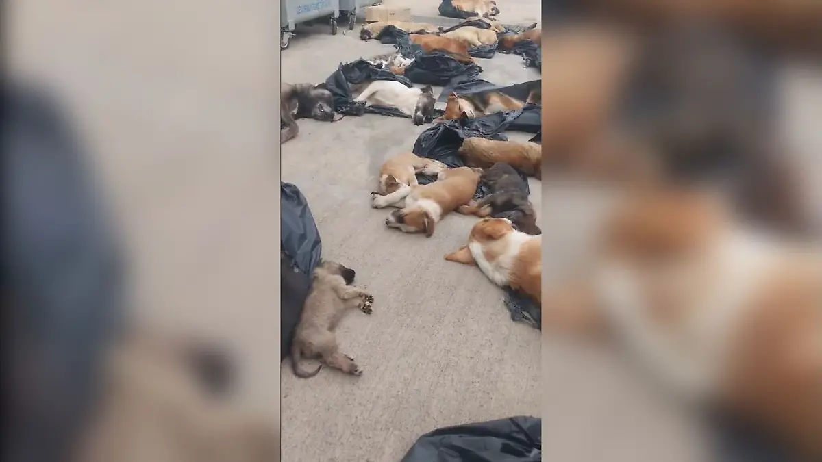 Dutzende tote und bewusstlose Hunde in Müllsäcken gefunden.