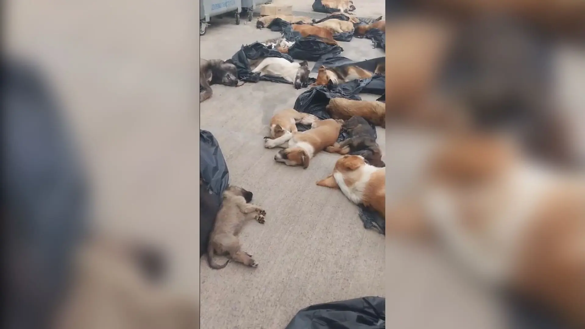 Dutzende tote und bewusstlose Hunde in Müllsäcken gefunden.
