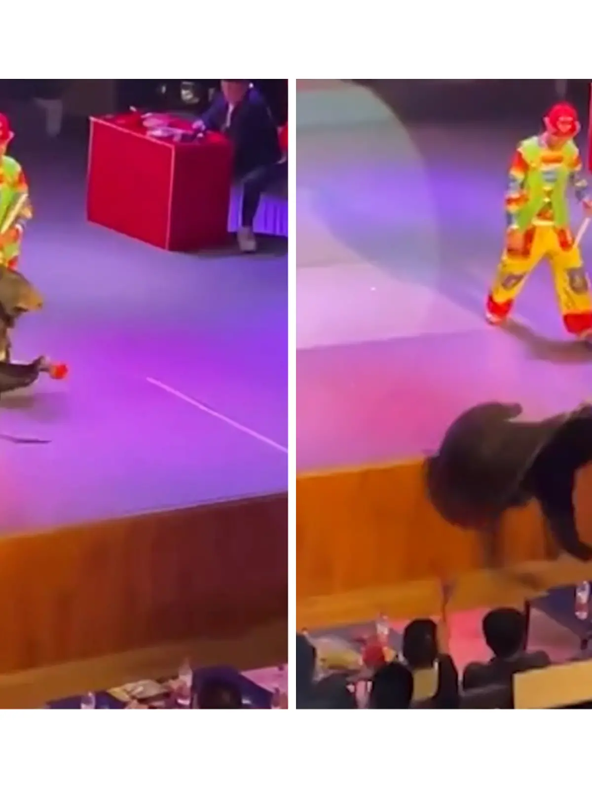 Bild zu: "Während irrer Theater-Show! Dressierter Bär stürzt von der Bühne "