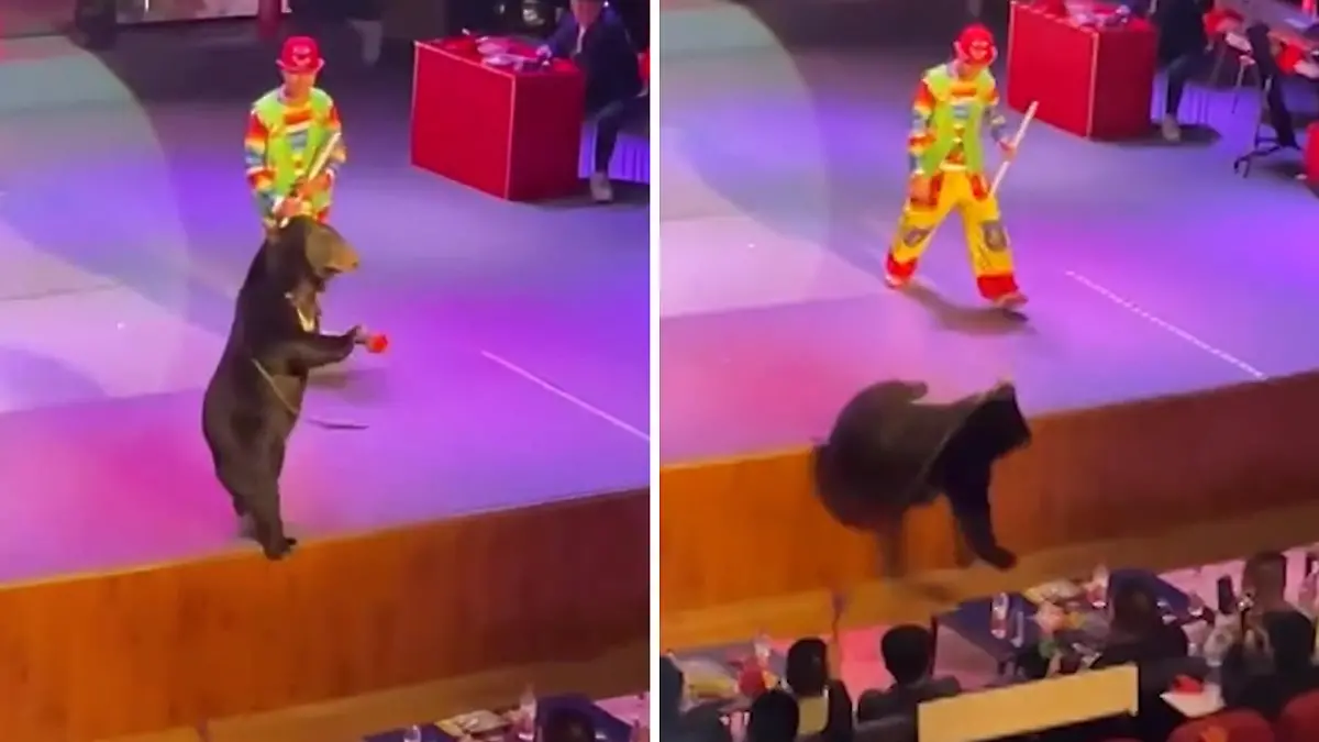 Während irrer Theater-Show! Bär stürzt von der Bühne Schockierender Vorfall in China 