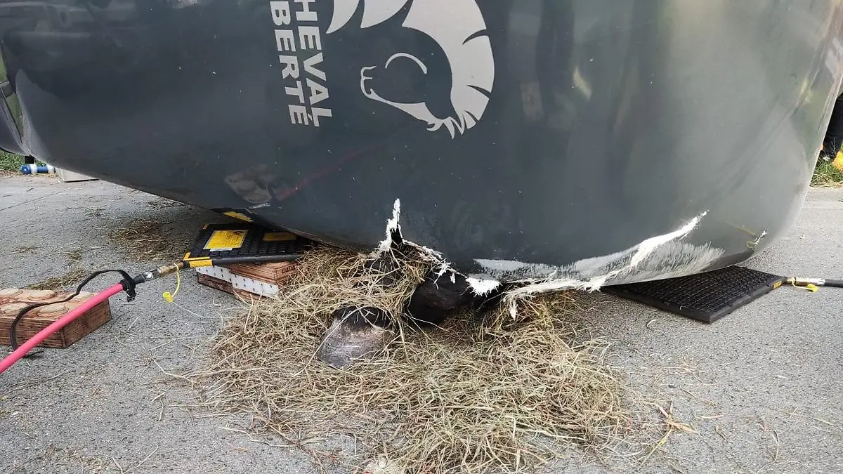Jasmin war mit den Vorderläufen durch das Dach durchgebrochen