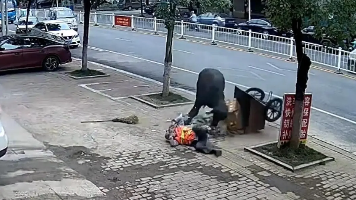 Stier rastet aus - und geht auf Passanten los Plötzlich ist er nicht mehr zu halten