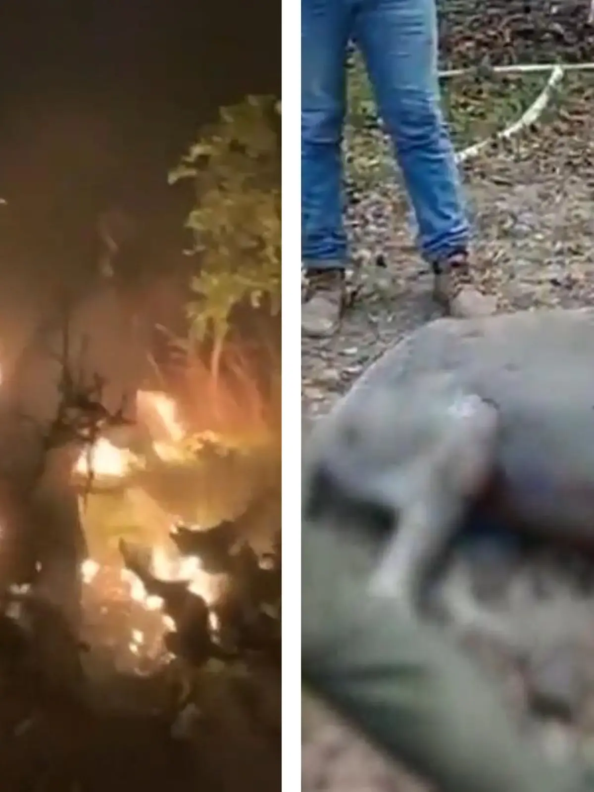 Bild zu: "Dank Rettern! Esel-Dame Medina aus Flammenhölle befreit"