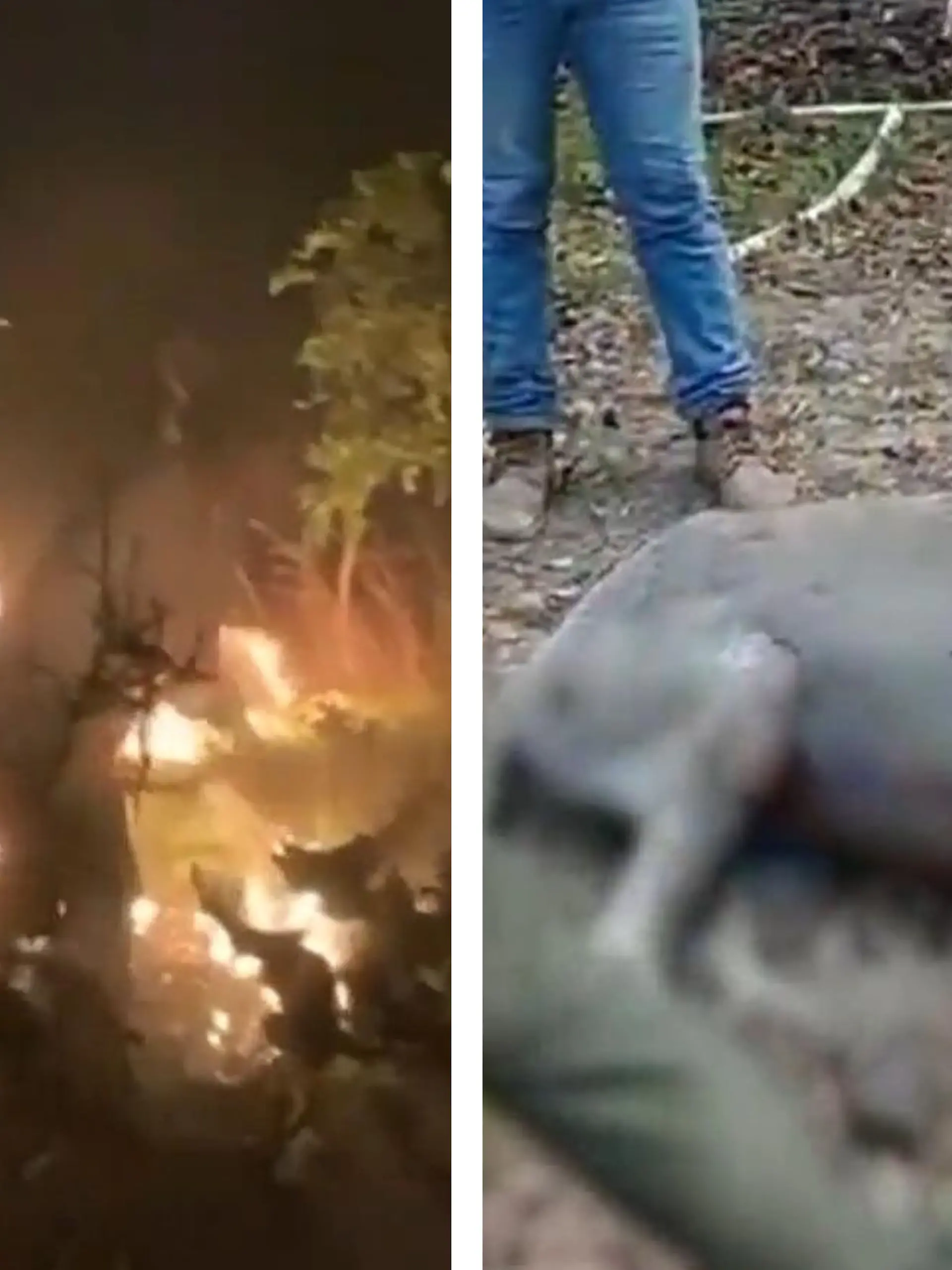 Bild zu: "Dank Rettern! Esel-Dame Medina aus Flammenhölle befreit"