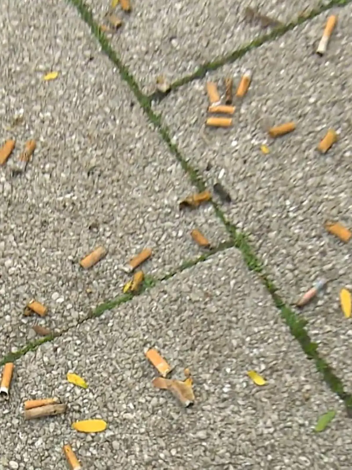Bild zu: "Helfer sammeln Zigarettenstummel"