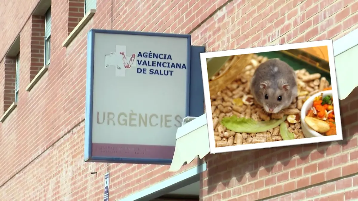 Ein tragischer Vorfall erschüttert die Stadt Villarreal in Spanien. Ein Hamster soll für den Tod einer Frau verantwortlich sein.
