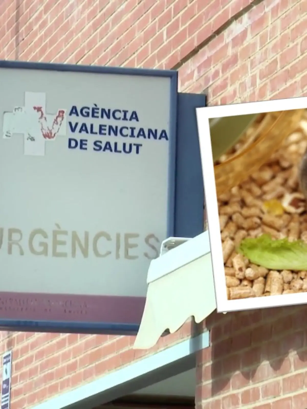 Ein tragischer Vorfall erschüttert die Stadt Villarreal in Spanien. Ein Hamster soll für den Tod einer Frau verantwortlich sein.