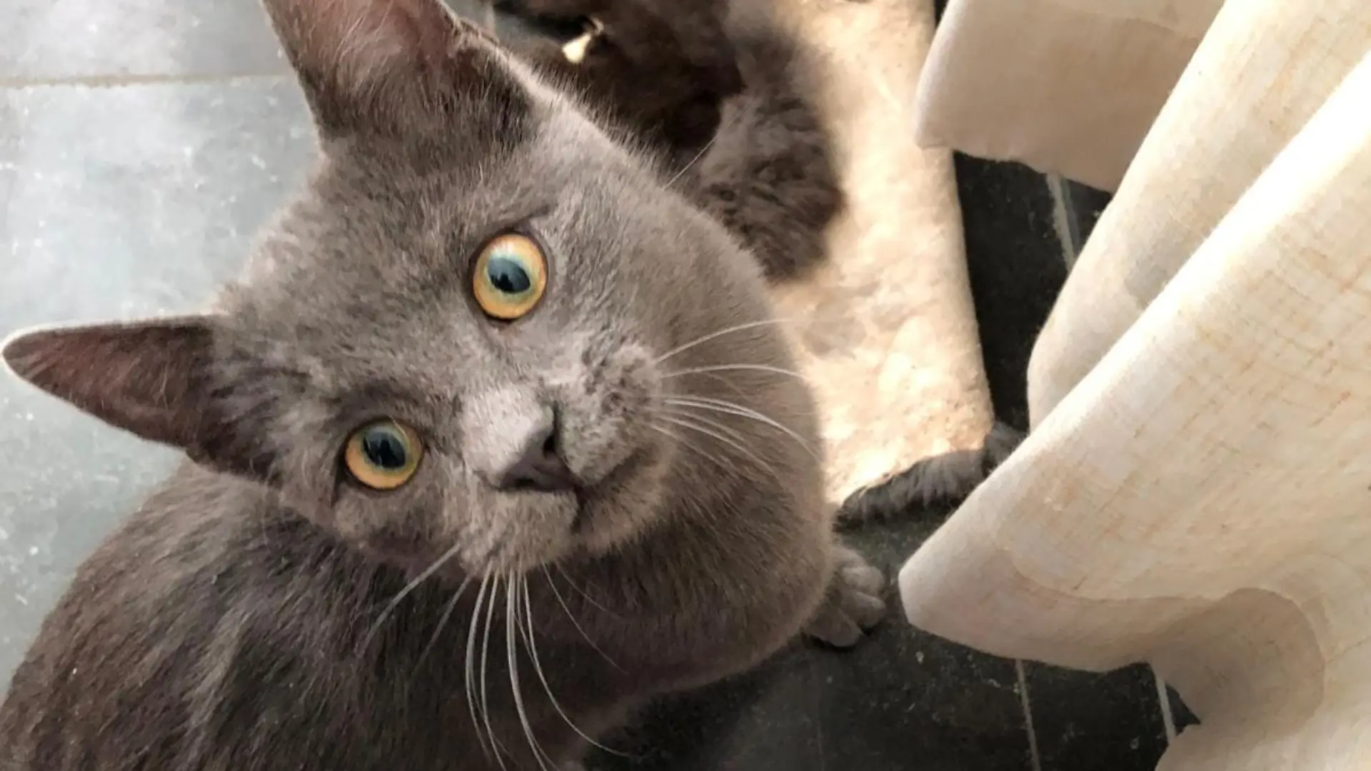 Kater Pelle kann komplett vom Zement befreit werden. 