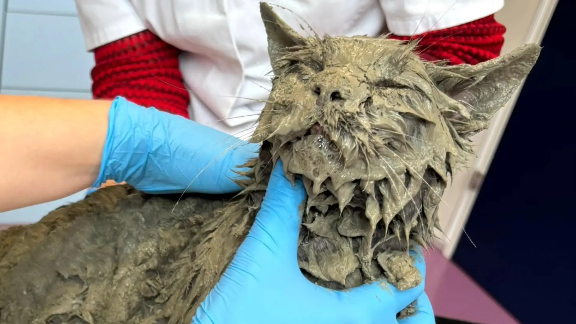 Kater Pelle ist von oben bis unten mit Zement bedeckt. Bei der Tierambulanz wird er in letzter Sekunde gerettet. 