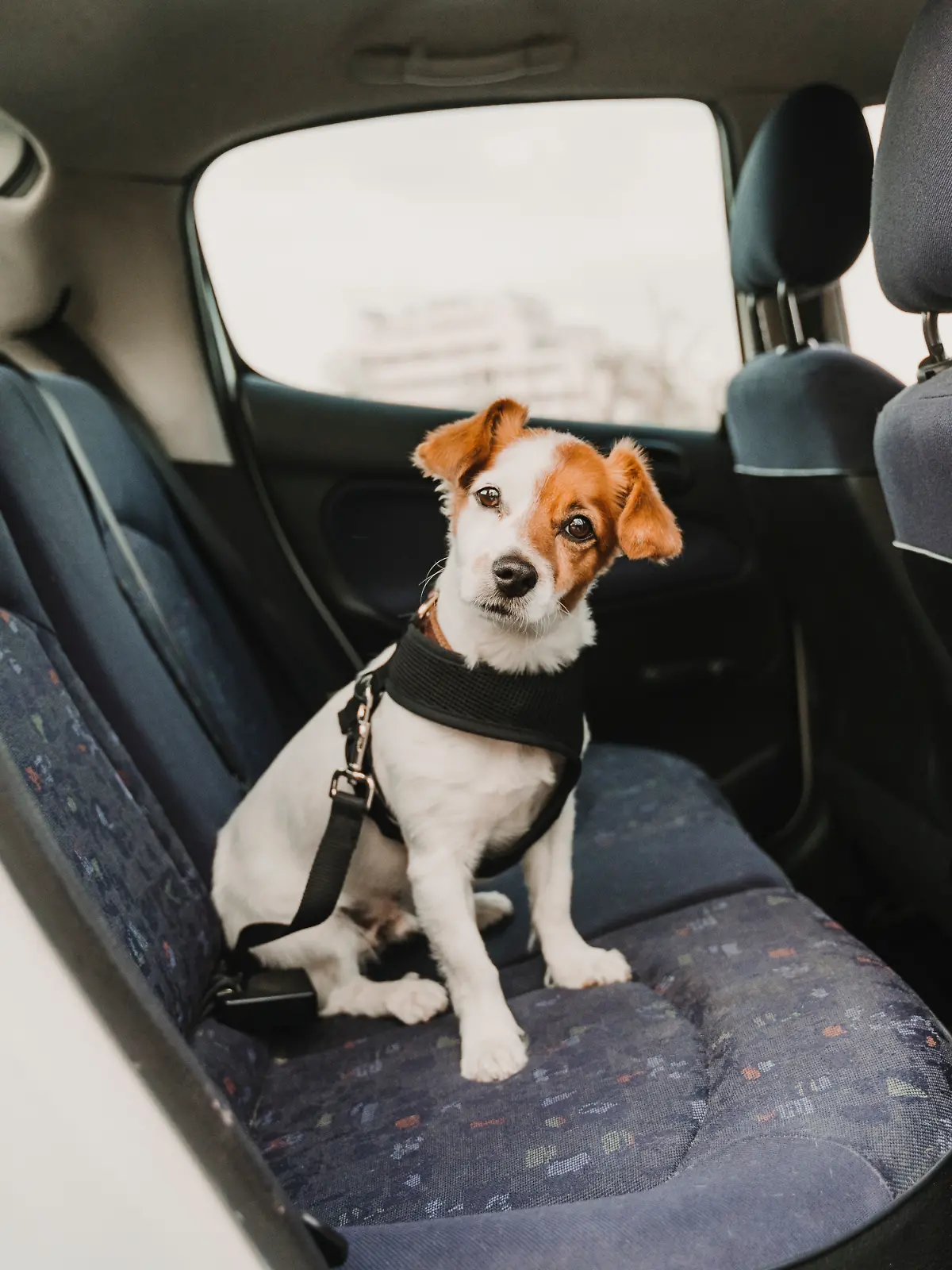 Übelkeit beim Autofahren? Das ist für viele Hunde (und ihre Halter) ein Problem. 
