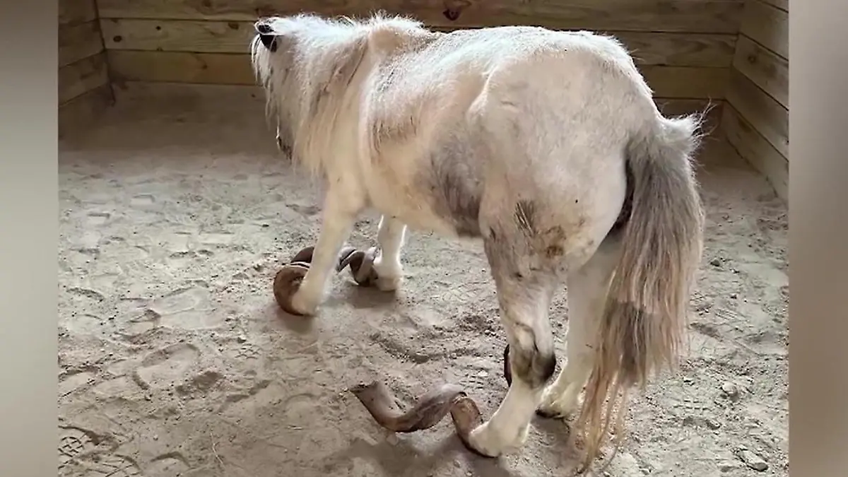 Tierschützerin sprachlos - Pony jahrelang vernachlässigt! „Ich habe sofort geweint”