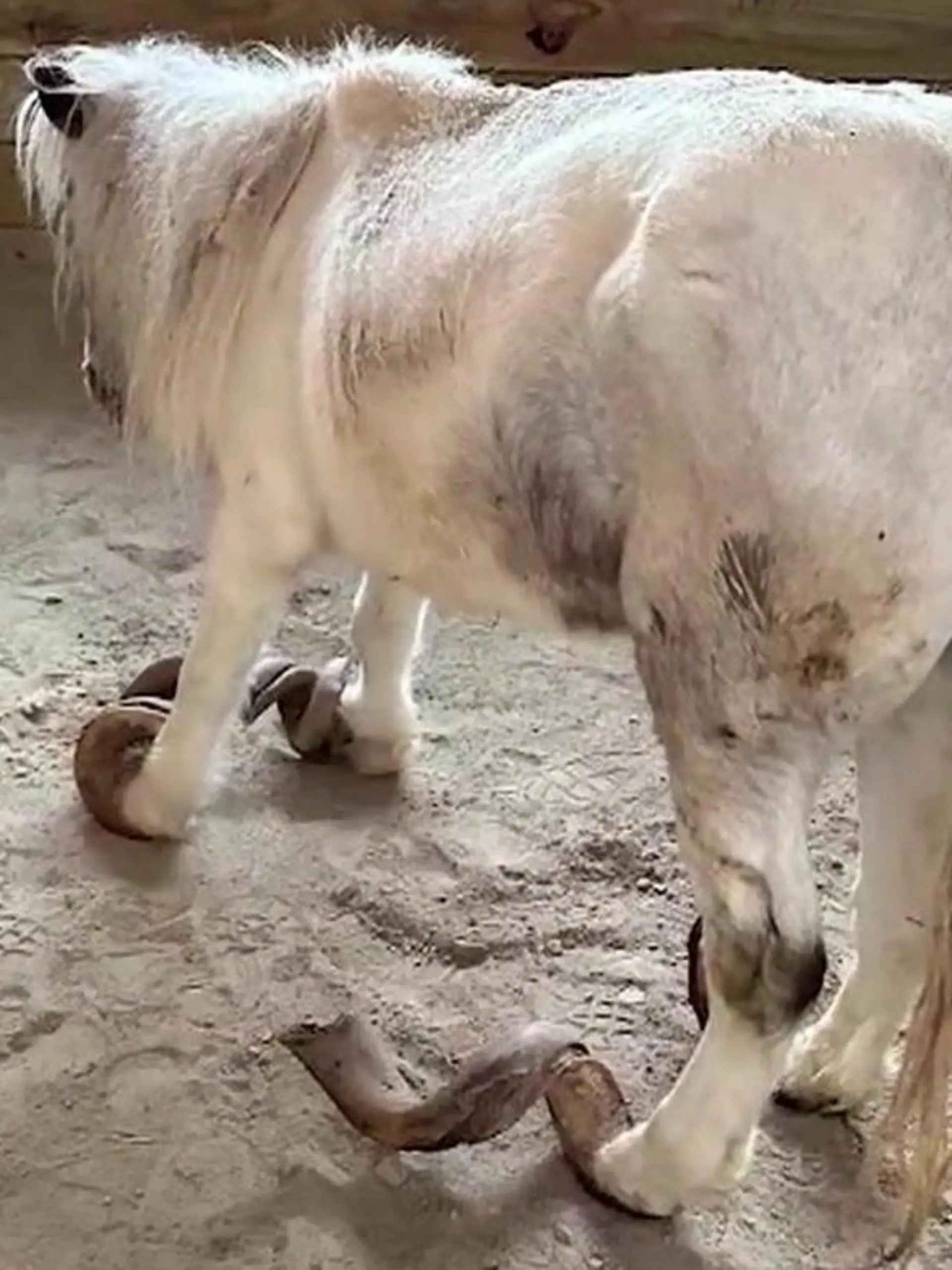 Pony Athena wurde jahrelang vernachlässigt.