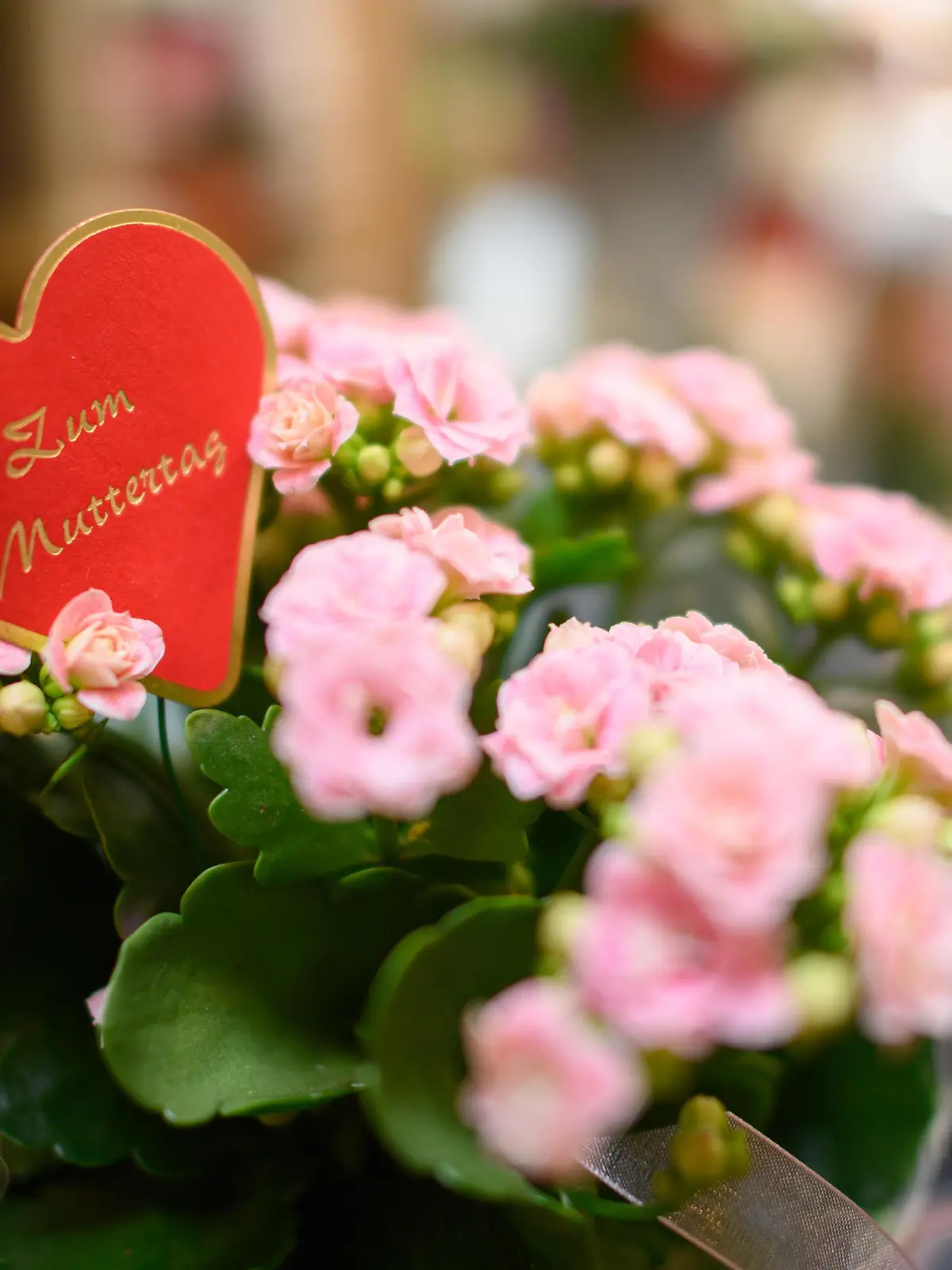 Ein Herz mit der Aufschrift «Zum Muttertag» steckt in einem Blumengeschäft in einem Topf mit der Pflanze Flammendes Käthchen.