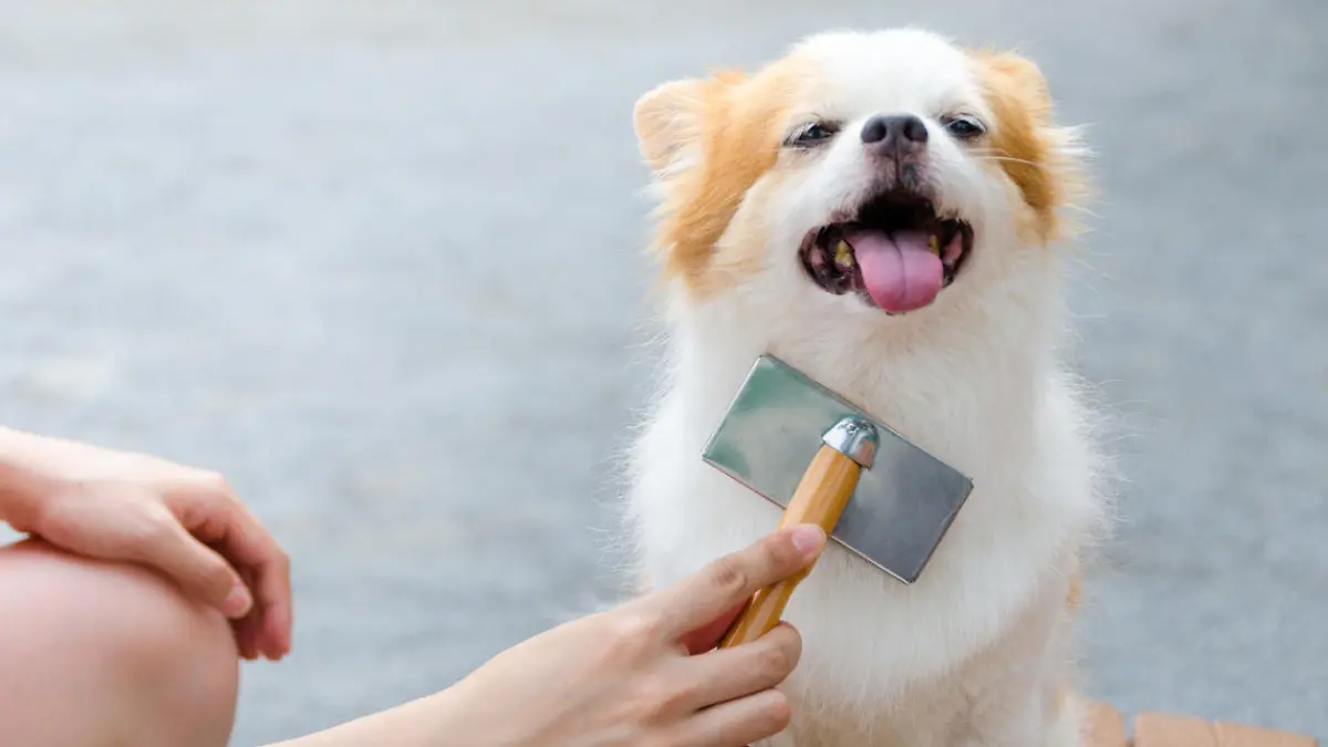 Young woman brushing her dog.