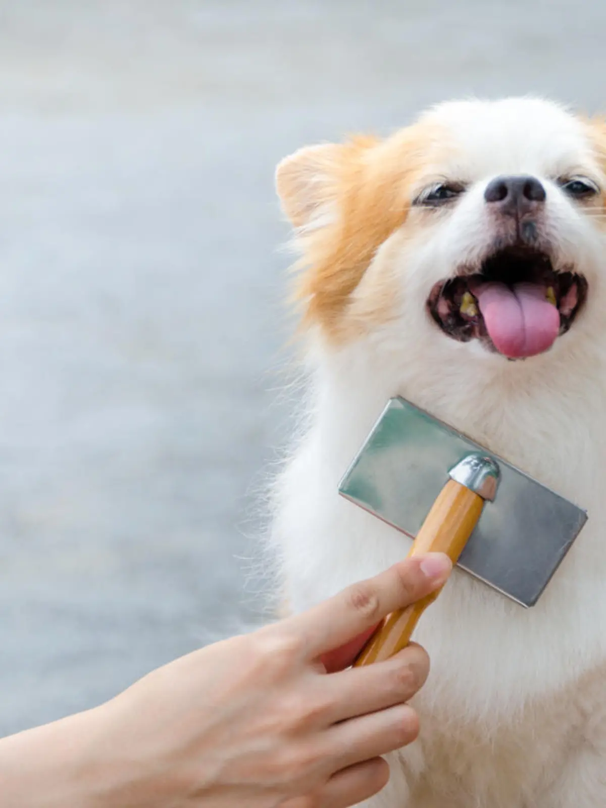 Young woman brushing her dog.