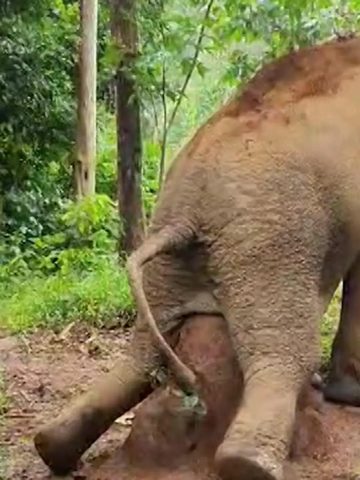 Bild zu: "Elefant schrubbt dringendes Verlangen weg – am Termitenhügel!"