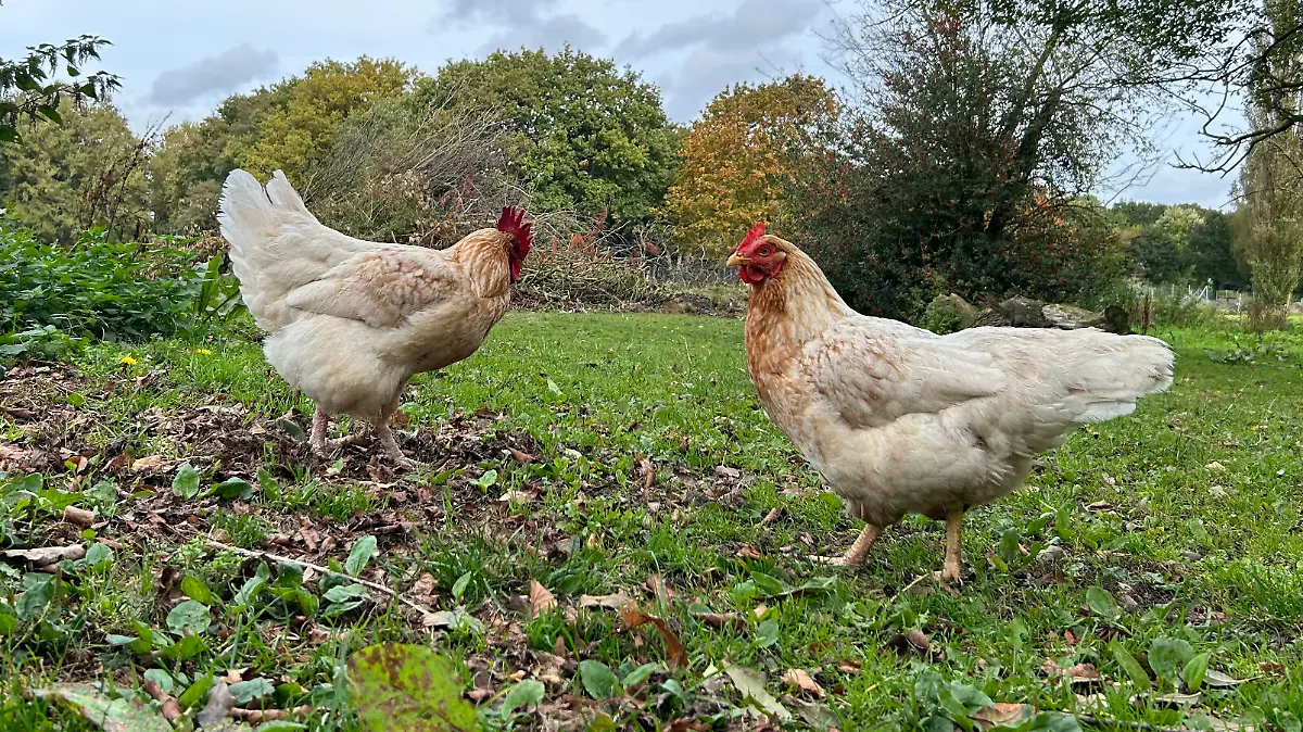 Herr Henne (li.) und seine... äh ihre Schwester Bärbel (re.)