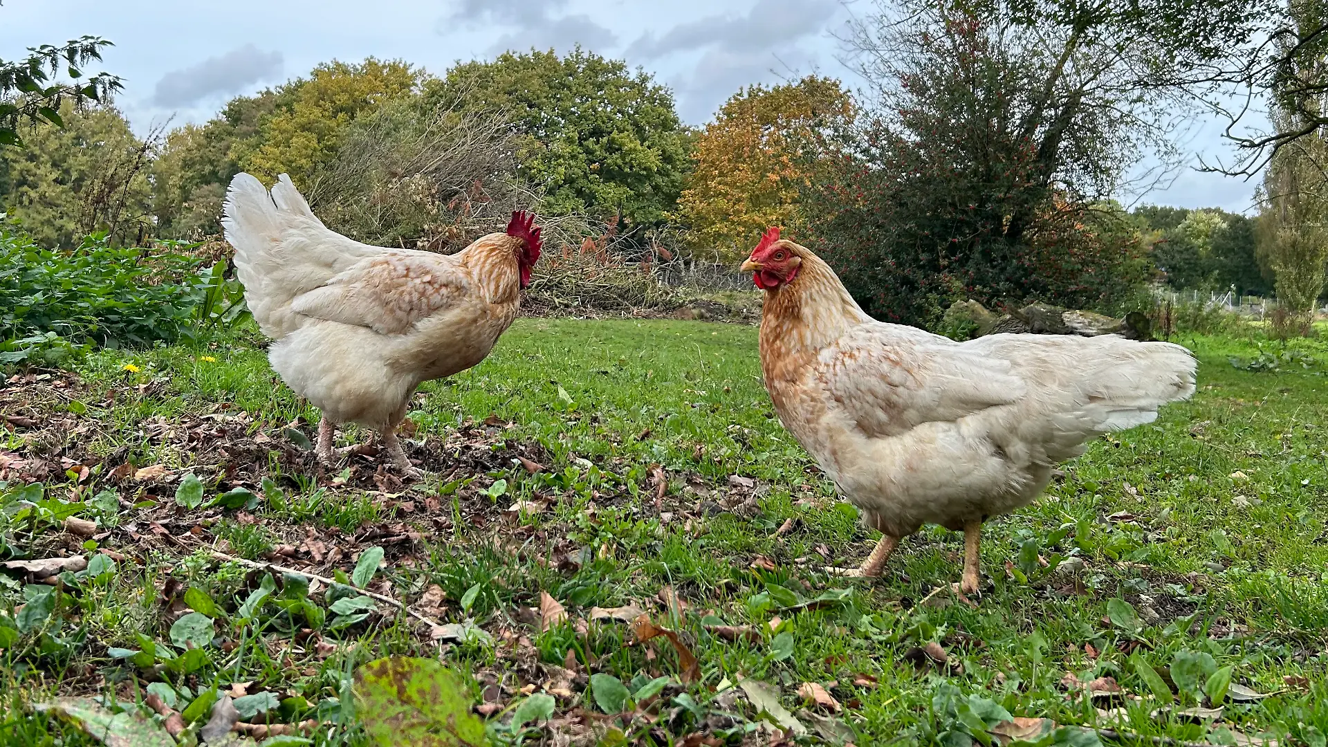 Herr Henne (li.) und seine... äh ihre Schwester Bärbel (re.)