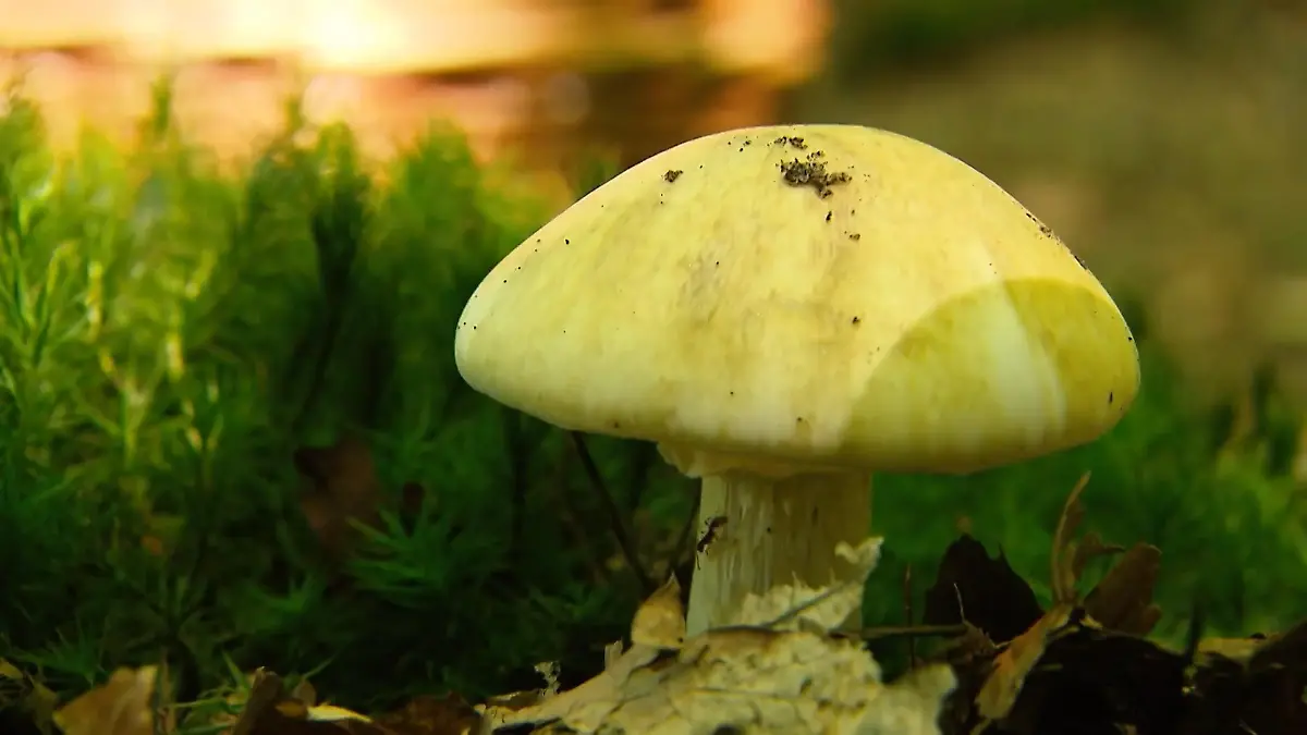 Knollenblätterpilz.jpg