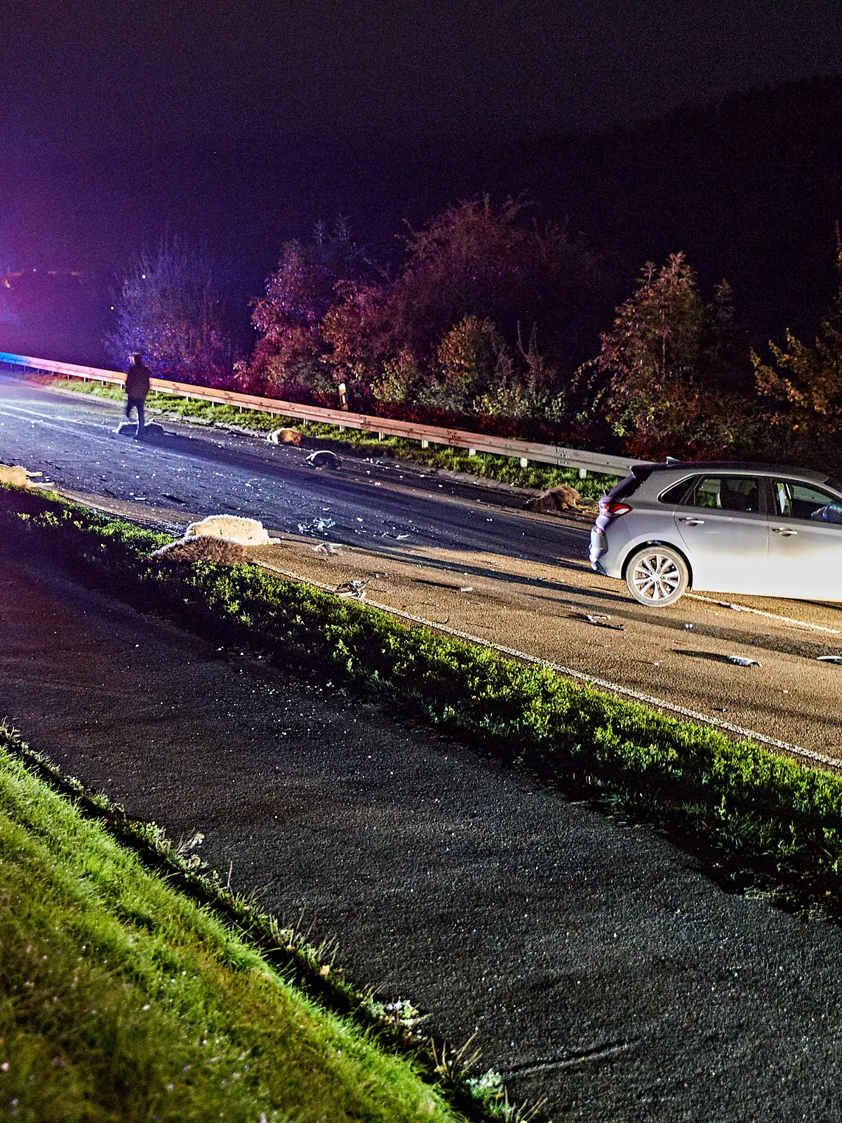 Die Unfallstelle auf der Bundesstraße 19 zwischen Königsbronn und Aalen-Oberkochen ist von der Polizei abgesperrt. In tiefer Dunkelheit ist ein Fahrzeuglenker mit seinem Auto in eine freilaufende Schafherde gerast. Bei dem Unfall am späten Mittwochabend seien 13 Schafe noch am Ort des Unglücks verendet, teilte die Polizei vor Ort mit.