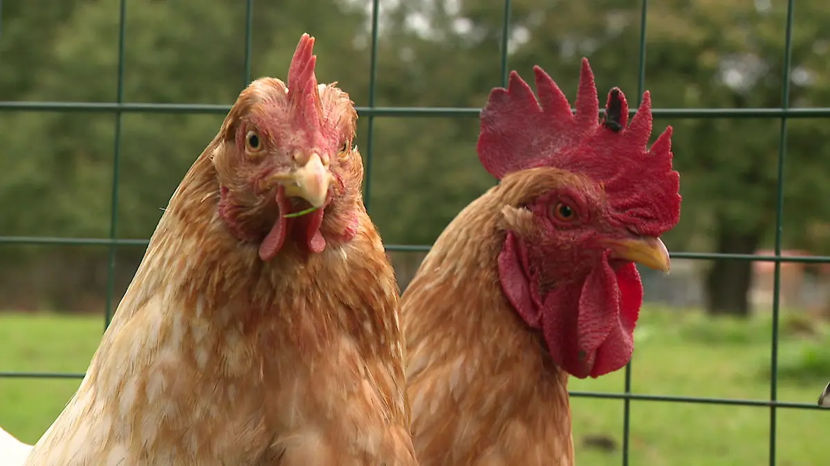 Diese Henne ist jetzt ein Hahn! Achtung, Verwechslungsgefahr!