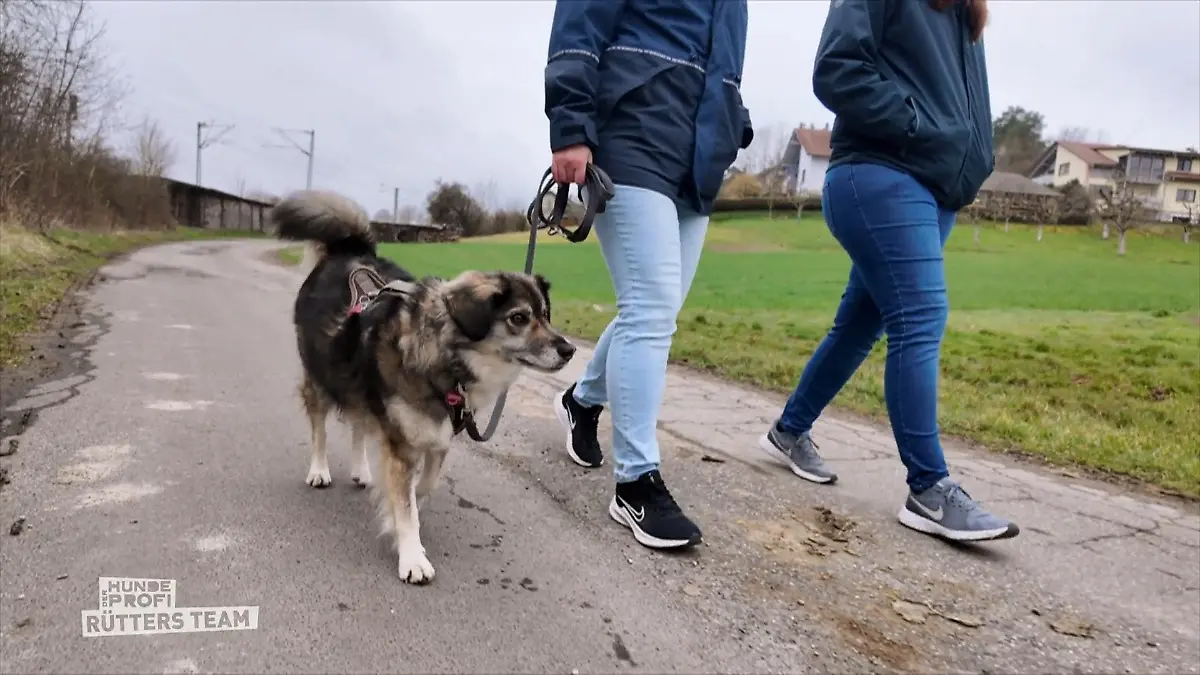 Lola muss Hundebegegnungen üben Wilde Hündin