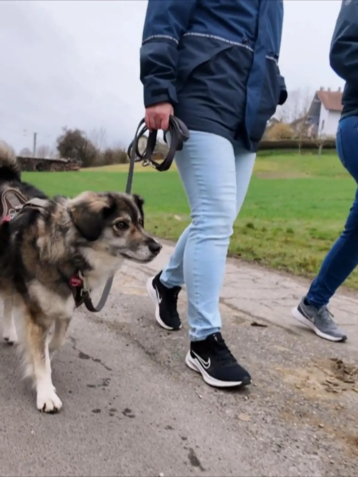 Bild zu: "Lola muss Hundebegegnungen üben"