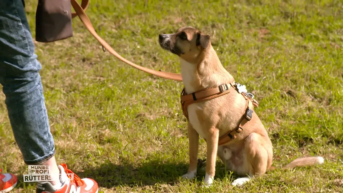 Wie hat sich Rico entwickelt? Nach dem Training