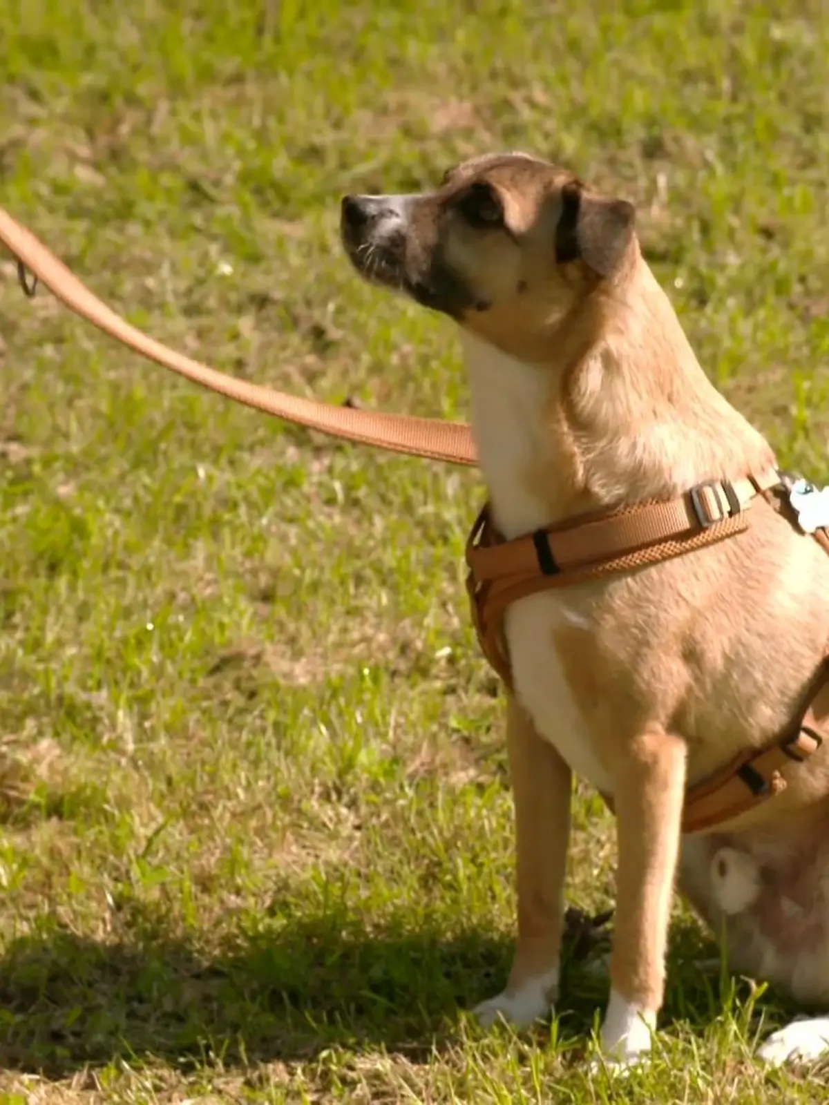 Bild zu: "Wie hat sich Rico entwickelt?"