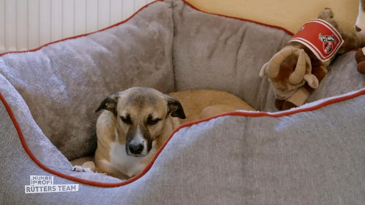 Kann Rico inzwischen im Körbchen beiben? Bei Besuch