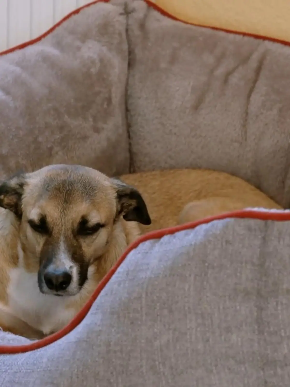 Bild zu: "Kann Rico inzwischen im Körbchen beiben?"