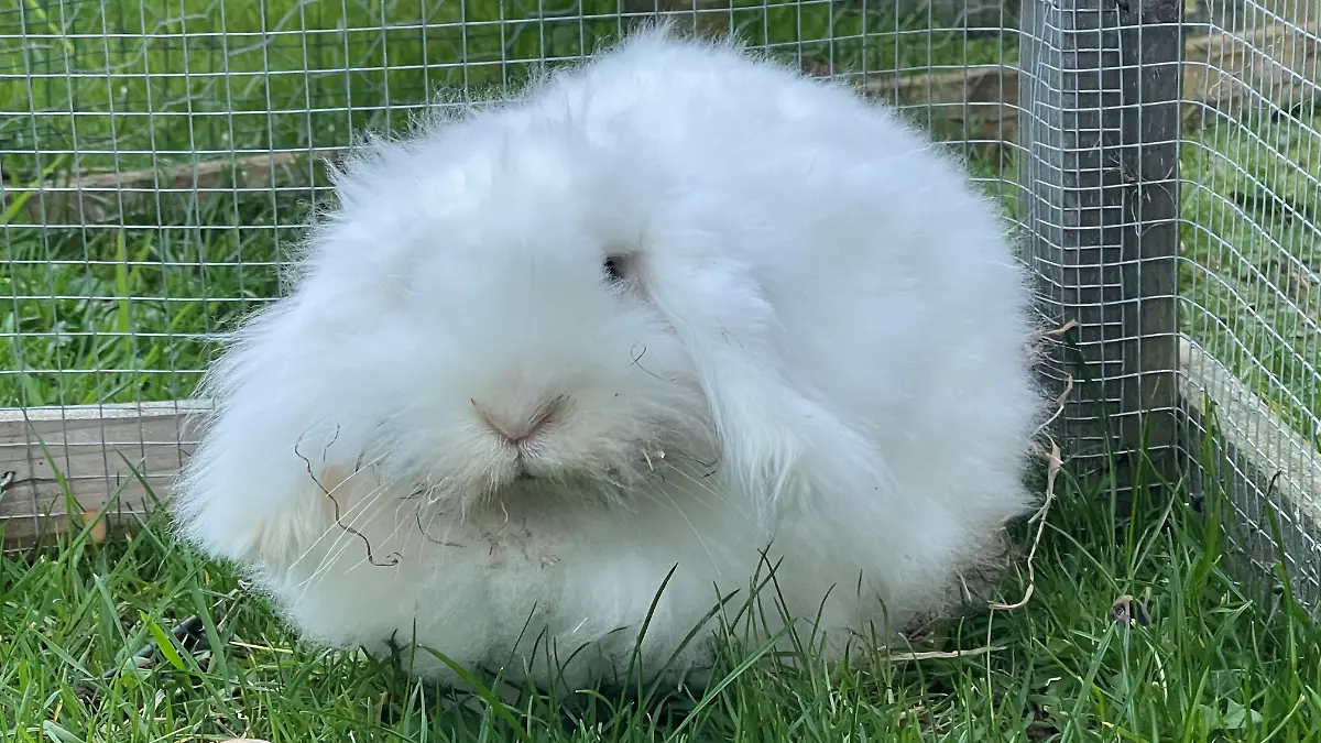Kaninchen Fienchen sucht nach einem neuen Zuhause