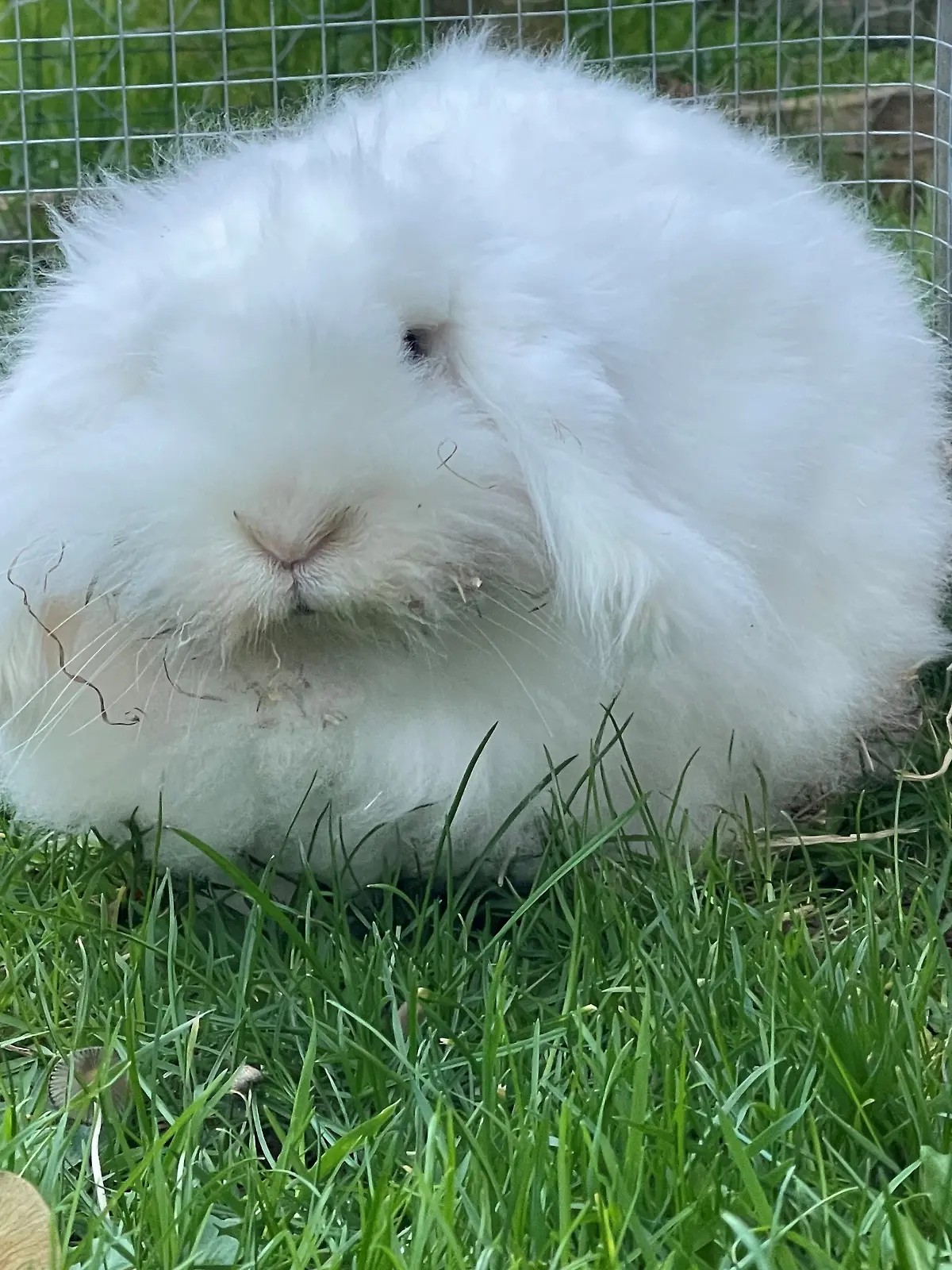 Kaninchen Fienchen sucht nach einem neuen Zuhause