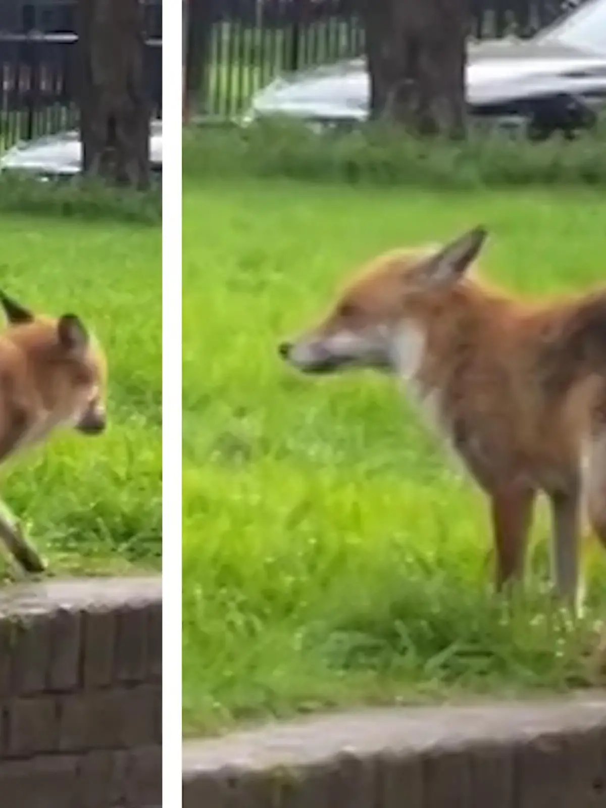 Sanft plumpst die Kotwurst auf den Grund des Bierglases! Gekonnt manövriert ein Fuchs in London seinen Hintern dicht an ein Pils und verrichtet sein Geschäft. Der Fuchs freut sich, stolziert von dannen, die Pub-Besucher am Nachbartisch lachen sich schlapp - wir zeigen die tierisch skurrile Geschichte im Video.
