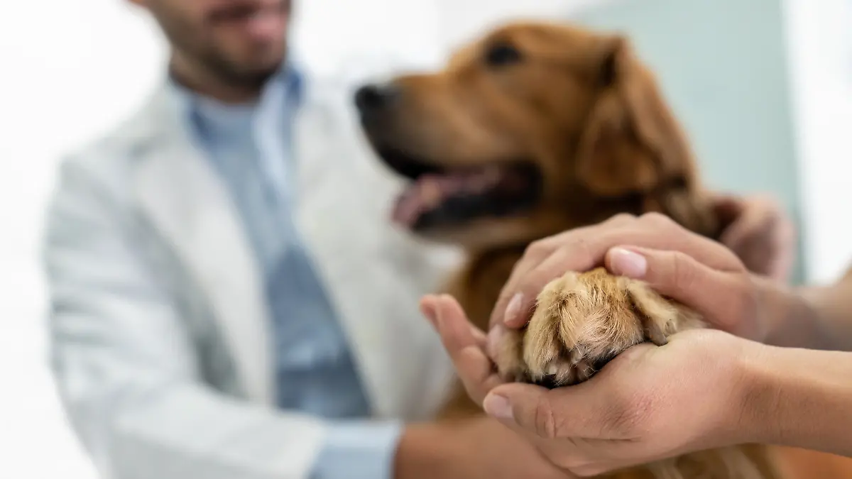 Die Pfote eines braunen Hundes wird beim Tierarzt von zwei Händen gehalten.