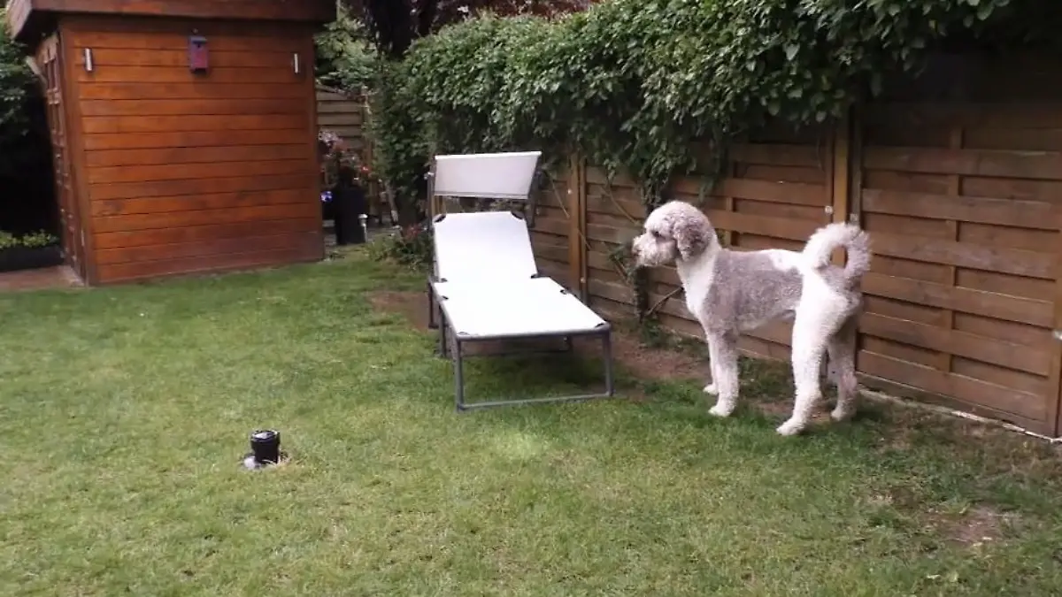 Sobald die Sonne scheint muss er an die Leine Anton jagt seinen Schatten