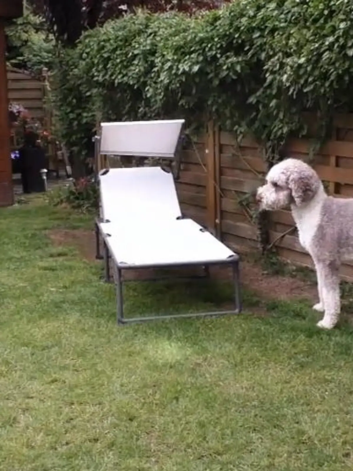 Bild zu: "Sobald die Sonne scheint muss er an die Leine"