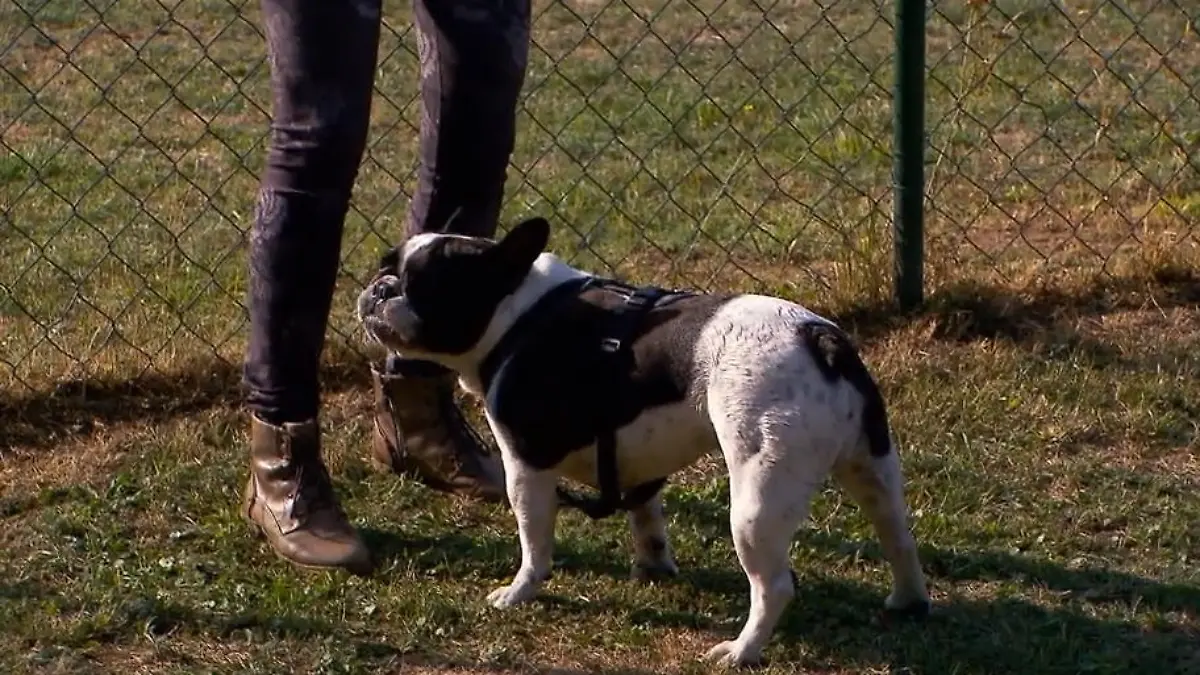 Bekommt Martin Rütter die Bulldogge in den Griff? Angriff