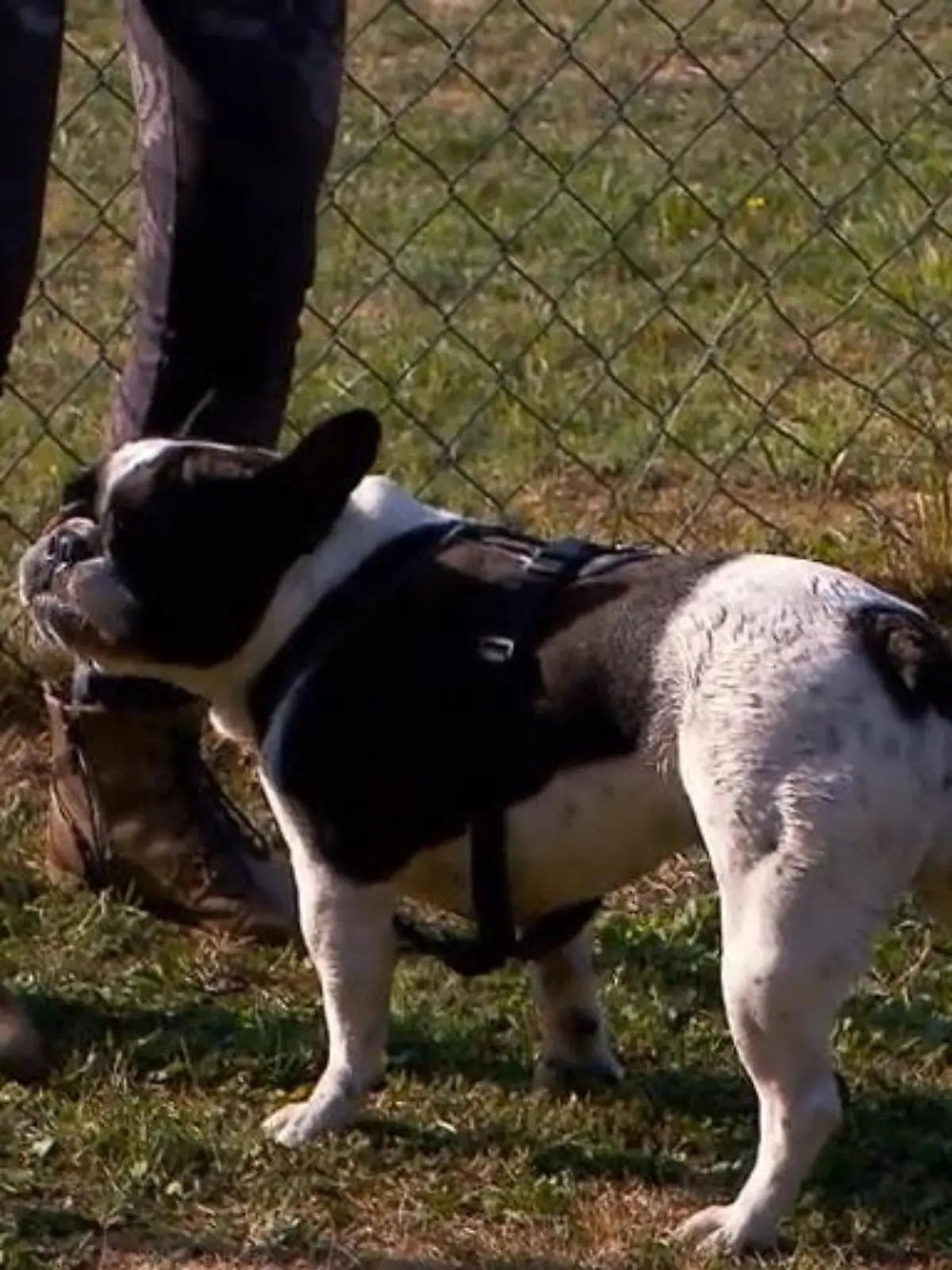 Bild zu: "Bekommt Martin Rütter die Bulldogge in den Griff?"