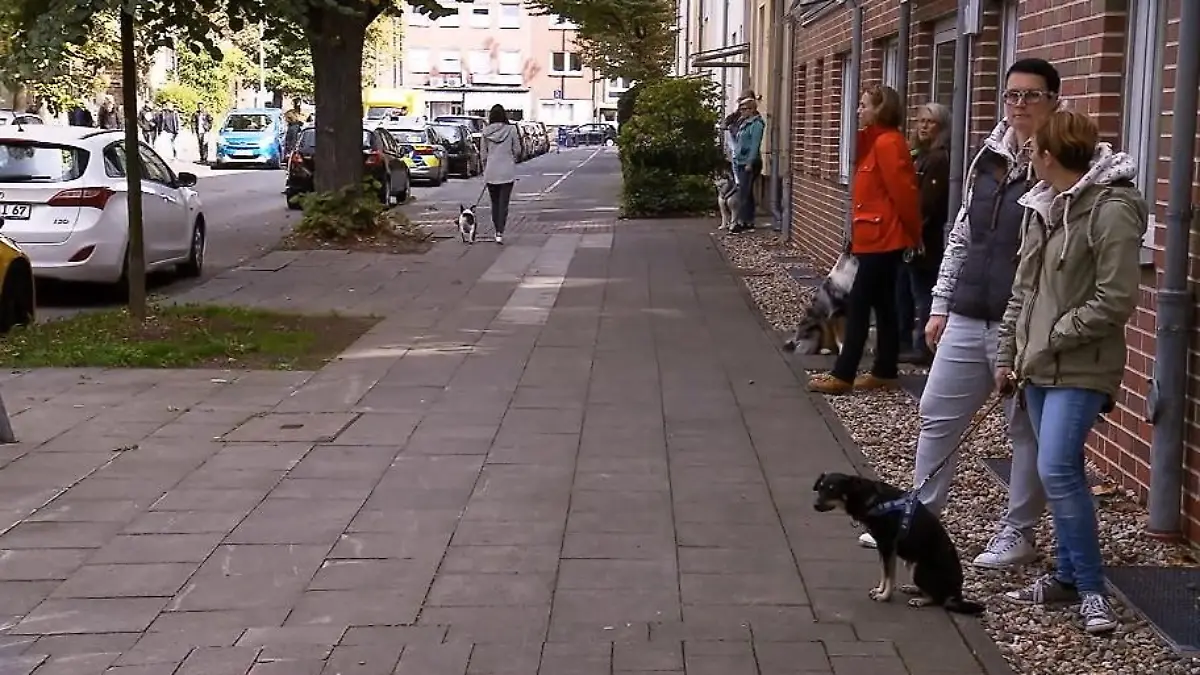 Wie wird die Bulldogge reagieren? Testhunde für Django