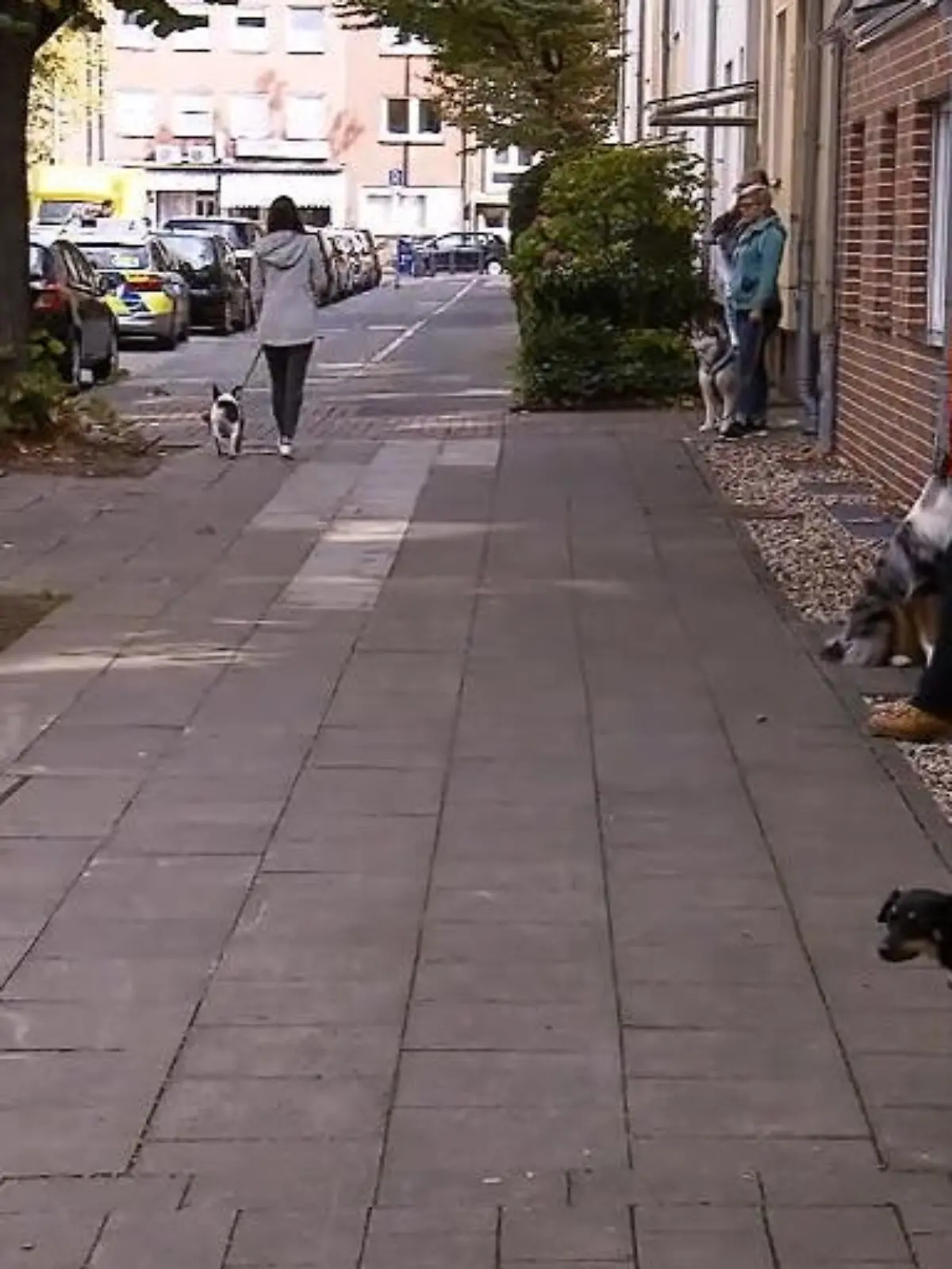 Bild zu: "Wie wird die Bulldogge reagieren?"