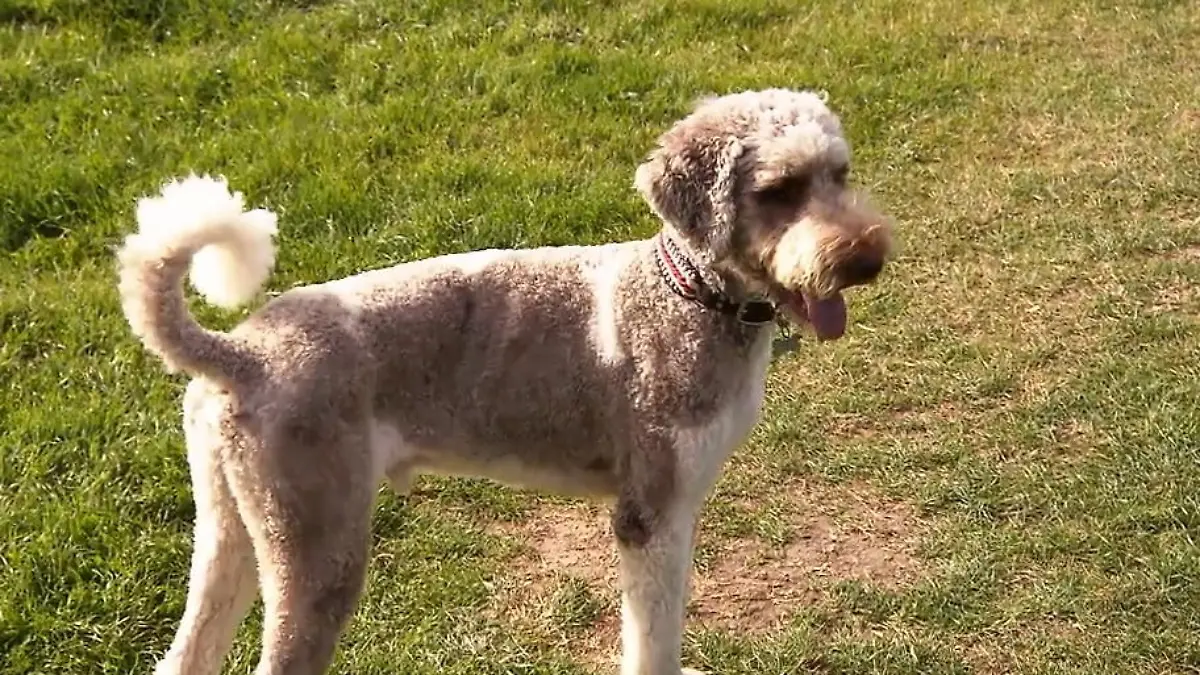 Antons Besitzer haben fleißig mit ihm trainiert Besserung in Sicht?